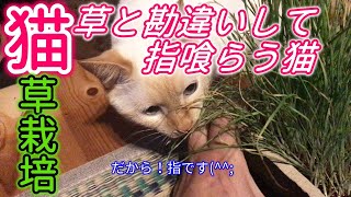 猫草を栽培してみよう！猫草がバクバク食べられるので栽培してみますww