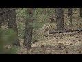 How to hunt bobcats - Fred Eichler