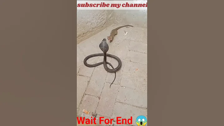 Deadly Fight Between Snake and Mongoose 🐍⚔️😱 | USA Trending Animal Fight | #safari shorts#USASHORT