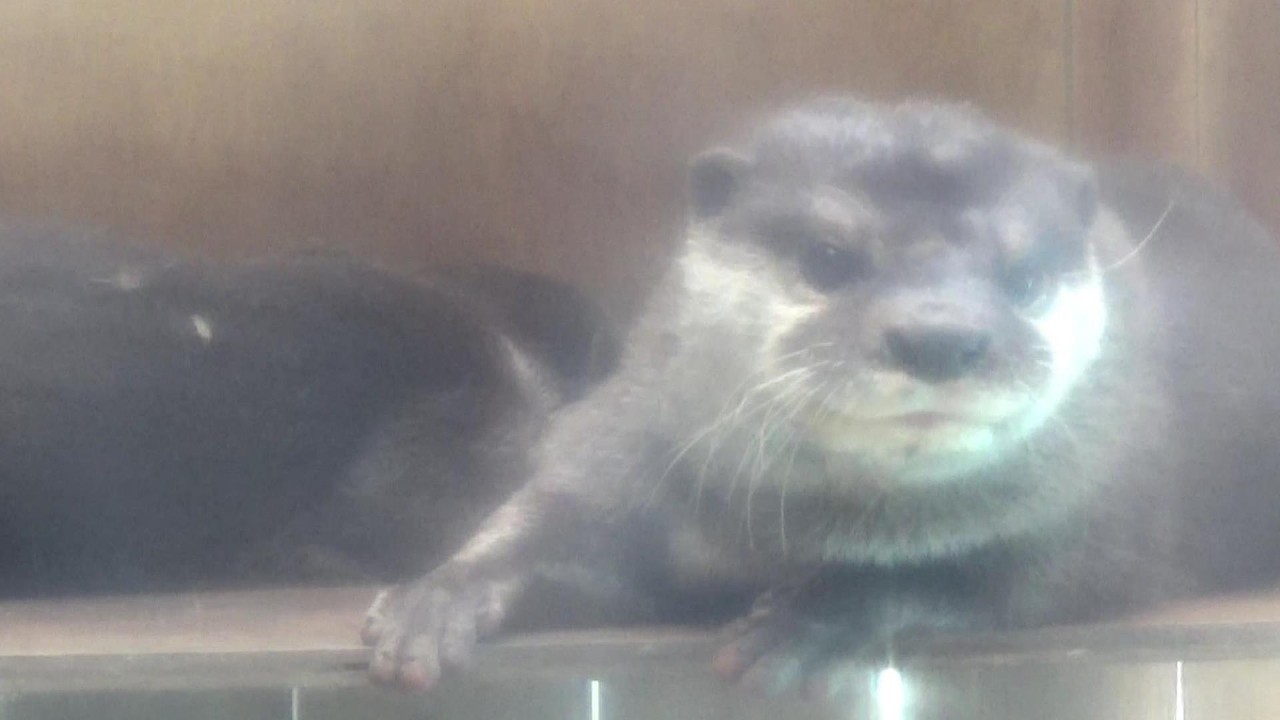 カワウソさんが可愛すぎる❤ Cute small-clawed otter #338 【Cute