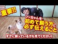 【重要】初めてワンちゃんを飼う方に必ず伝えている事をお話します!ワンちゃんをすでに飼っている方も是非見てください!