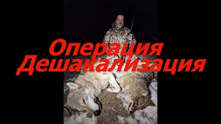 Операция Дешакализация. Охота на волка и шакала в Астрахани.