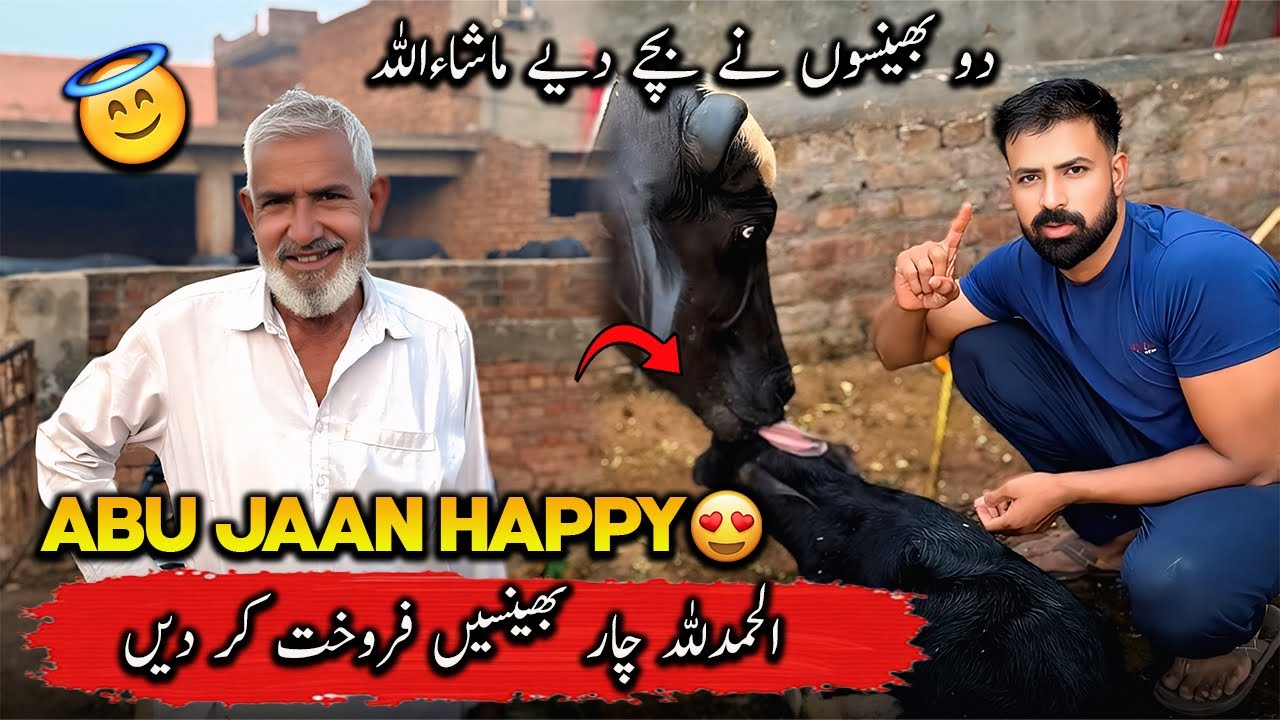 Abu Jan Bohat Happy Hain 😍 Alhumdulillah | چار بھینسیں فروخت کر دیں کیا ریٹ ملا ؟