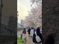Sakura of Japan #music #electronicmusic #sakura #shortvideo#shorts #viralshorts #foryou #japan