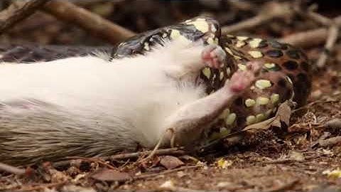 Extremely Rare! Capuchin Monkey Save Mouse From Snake Banded Krait Swallowing   Cobra vs Mongoose