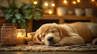 12 Hours of Dog Calming Music🎵Soothing Music for Dogs🐶Separation Anxiety Music for Dog Relaxation