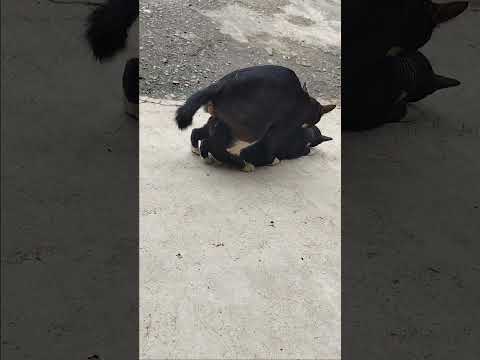 nice cat making love