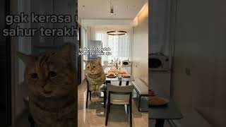 POV:sahur terakhir #meme#kucing#fyp#ramadhan