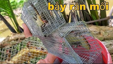 Bắt rắn mối mối kiểu này bao phê / vũ heo