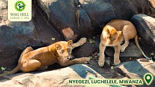 Roaring Majesty: Lions of Africa at Wag Hill Lodge & Spa! | #Mwanza #Tanzania #lakevictoria