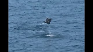 Manta rays  fly in the air by Mila  871 views 10 days ago 27 seconds