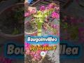 Defoliation Before Wiring Bonsai | Bougainvillea Bonsai 🌿 Why Removing Leaves Is Important  #shorts