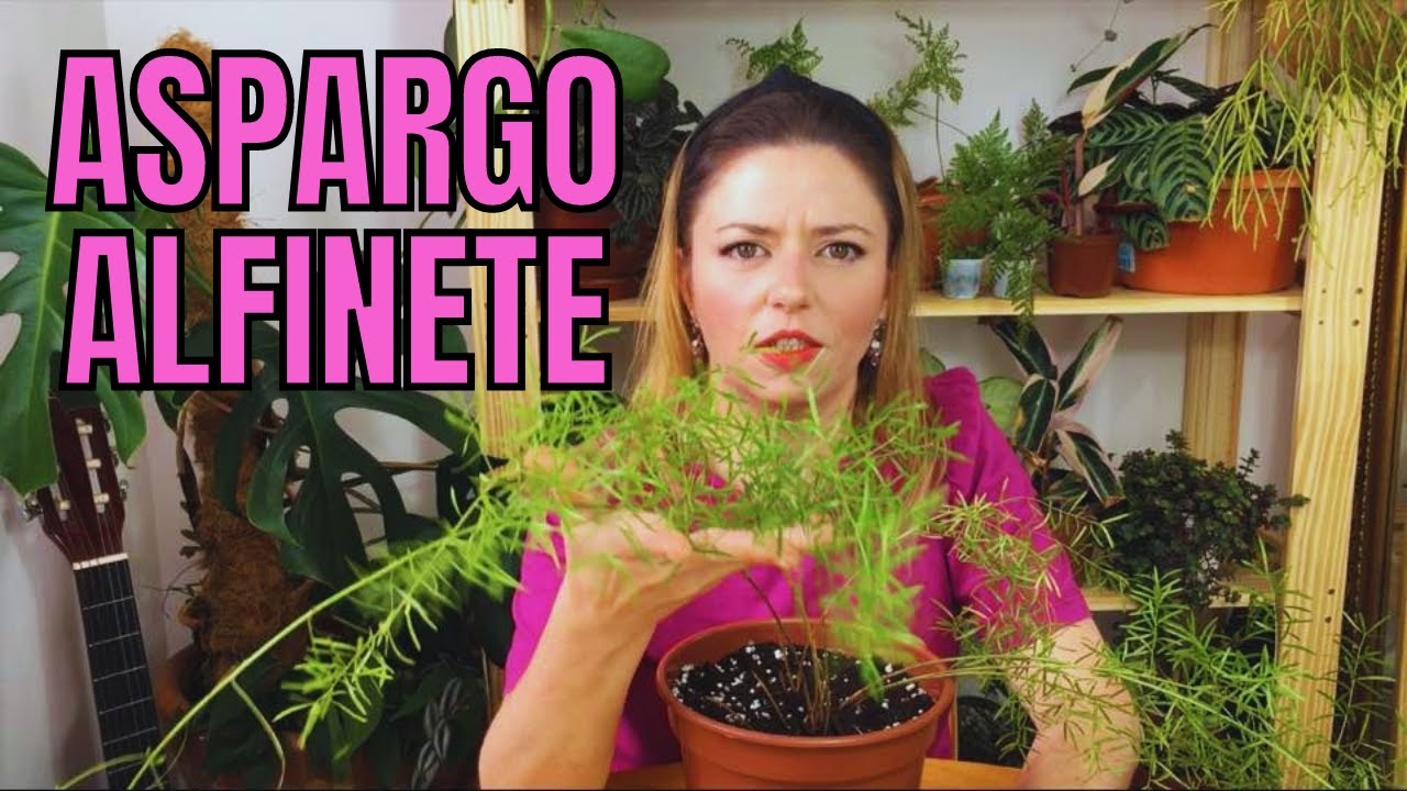 Aspargus densiflorus - ВЫРАЩИВАНИЕ, ПОЛИВ, УДОБРЕНИЕ И РАЗМНОЖЕНИЕ Пересаживаю с собой