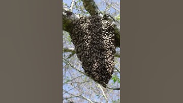 Catching large swarms of bees with a net