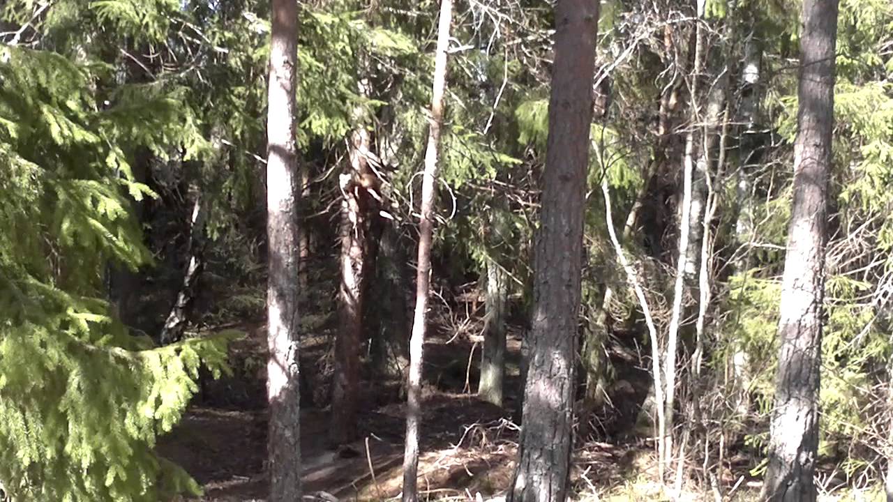 Mård som äter fågelmat i träd april 2012