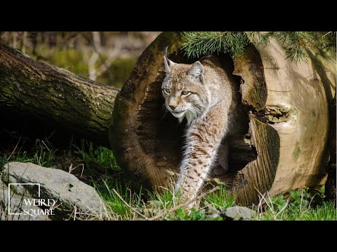 CapCut_bobcat and lynx