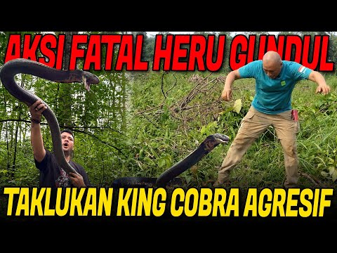 SERANGAN FATAL KING