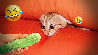 The Best of the Best! The Funniest Animal Videos of 2024 😻😹 by CCA Pets 2,159 views 1 month ago 32 minutes