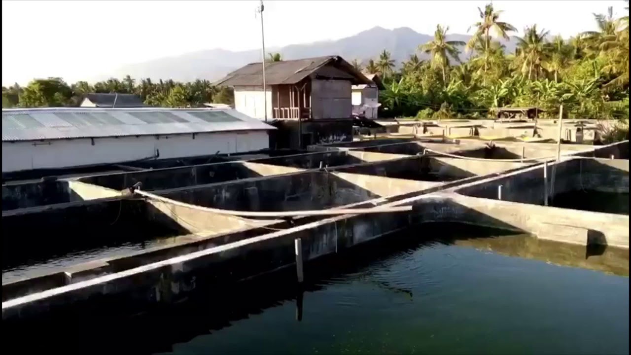 Pembiayaan pembenihan dan pembesaran ikan kerapu cantang - Buleleng