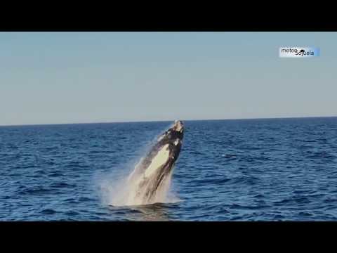 Video: Avistamiento de ballenas en Maine