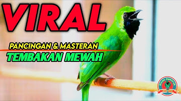 Masteran Dan Terapi Cucak Ijo Drop Mental,Birahi Melet & Macet Bunyi Dengar ini Auto Langsung Nyaut.