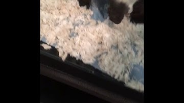 HANGRY Borneo Short Tailed Python