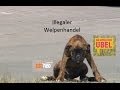 Da wird mir übel - "Haustiere" - ZDF Neo - Illegaler Welpenhandel - Hundefuter - Reptilien