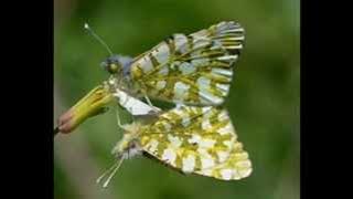 Indra Lesmana & Sophia Latjuba - KEINGINAN. (HD)