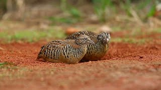 Download Lagu Pakai ini kalau mau mikat burung puyuh hutan masteran mp3 MP3