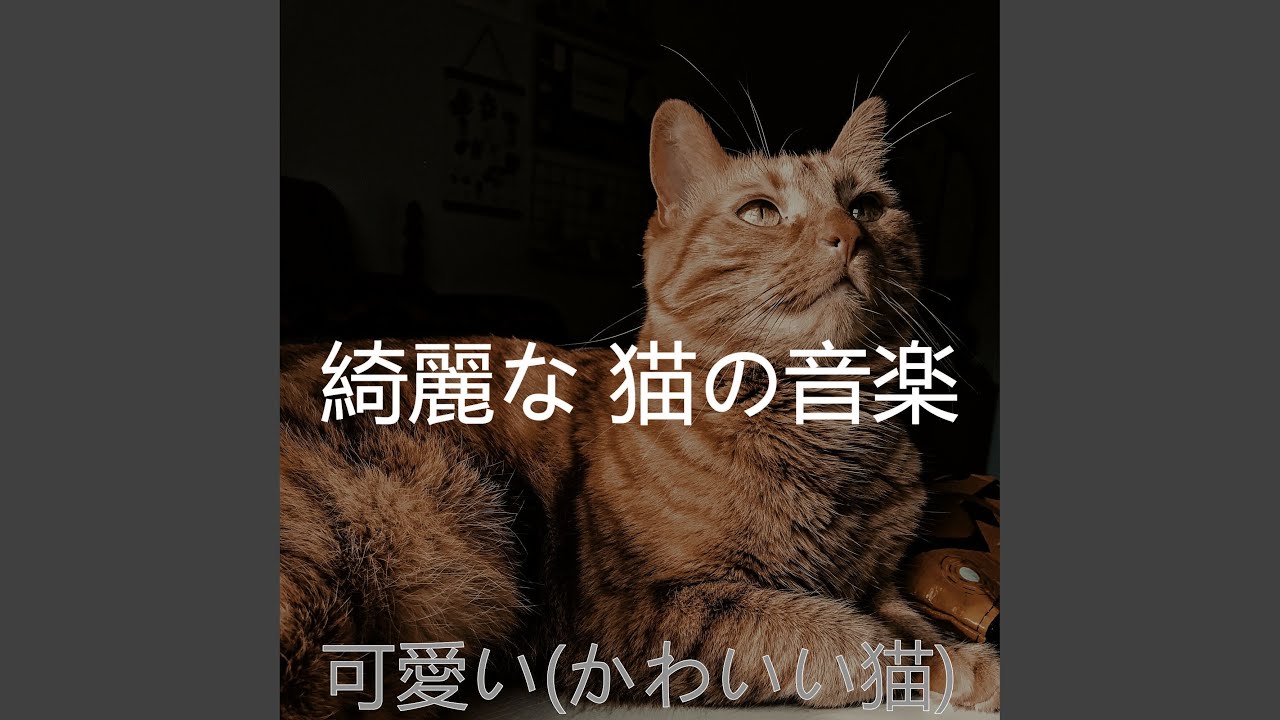 瞬間 猫 Youtube