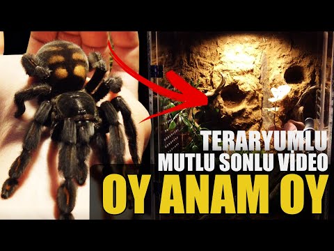 #KÇ10 EL EMEĞİ GÖZ NURU! KARGOLAR, TARANTULA MEVZULARI