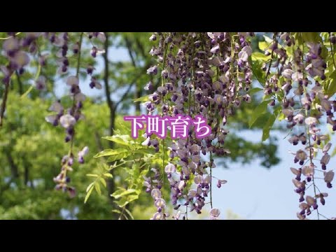 下町育ち 原曲 笹みどり Cover：lavender love(のん)
