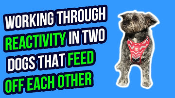 WORKING THROUGH REACTIVITY IN TWO DOGS THAT FEED OFF EACH OTHER
