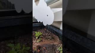 Raingarden in action at StMarys community Centre Dundee