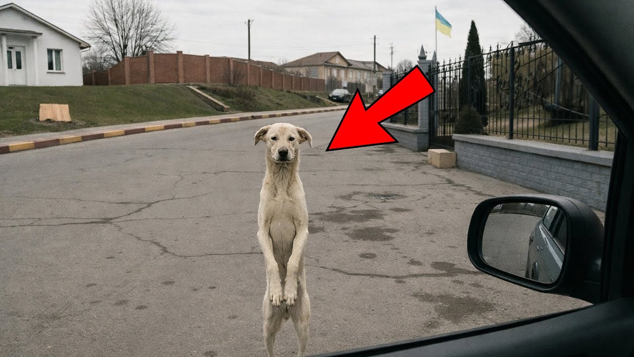 Un cane rivede la sua umana dopo 2 anni in strada. Quello che fa ti spezza