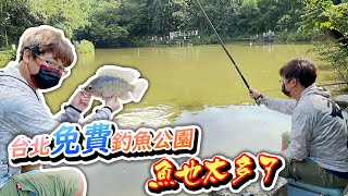 【跟我去釣魚】免錢的台北釣魚公園魚怎麼那麼多鳥都排隊等吃 ... 