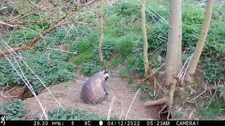 Badger in daylight.Dell Sett.12 April 2022