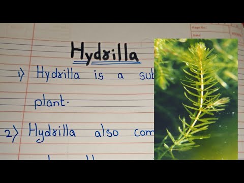 Video: Hydrilla Planteinformasjon – Lær hvordan du dreper Hydrilla Plant Weeds