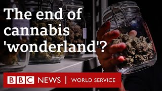 How Thailand's lucrative cannabis industry is under threat  BBC World Service Documentaries