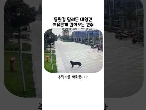 등원길 아이에게 달려든 대형견... '터벅터벅' 걸어오는 견주 태도 실화? thumbnail