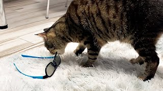 My new glasses! What are you doing, Javelin?! by My Cat Javelin 81 views 1 year ago 1 minute, 4 seconds