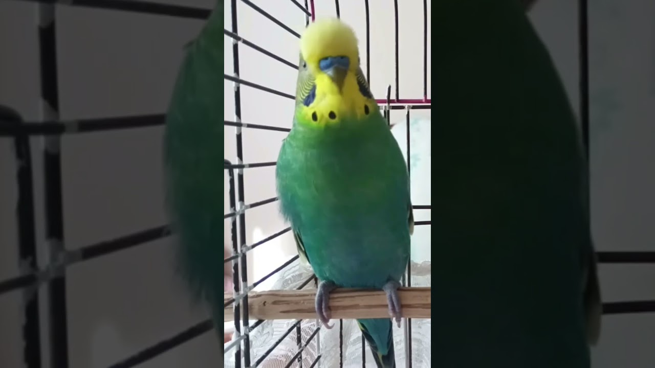 Muhabbet Kuşu Sesi |mix| #birds #talkingparot #birdsong #birdsong #parrot #muhabbetkuşu #parakeet
