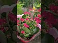 НОВЫЙ ЗАВОЗ ПРЕКРАСНЫХ РАСТЕНИЙ! Бронь в вайбер 0996782355 #диффенбахия #погородний