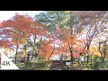 4k asukayama park in autumn walking in autumn foliage on a windy day