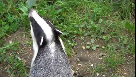 Cute badger sniffing after food