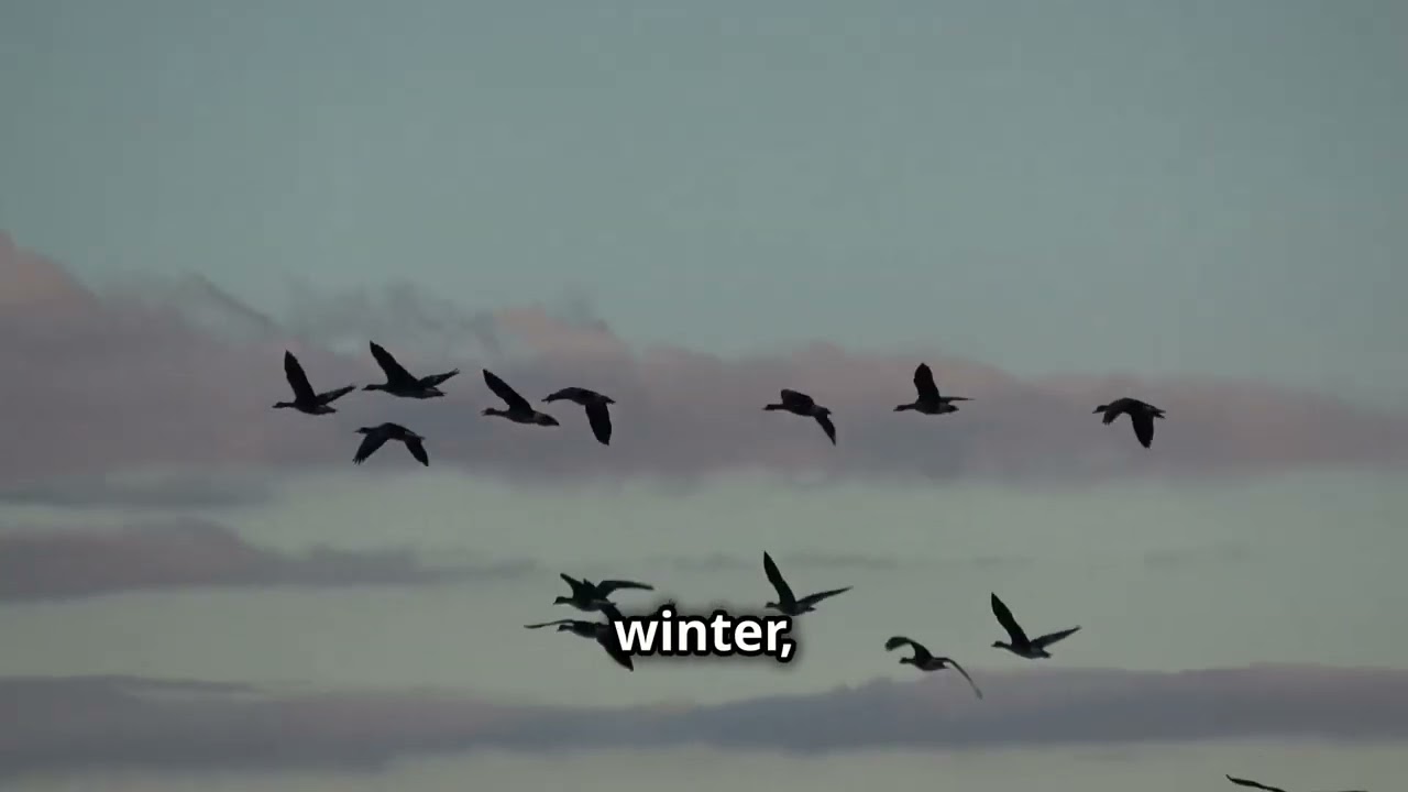 Folklore of the Brent Goose