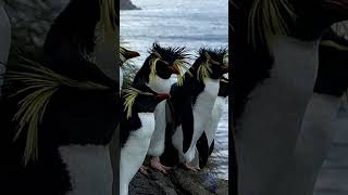 🐧 Northern Rockhopper Penguin 🐧 #Shorts