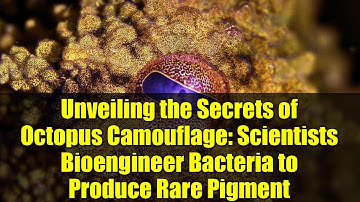 Unveiling the Secrets of Octopus Camouflage: Scientists Bioengineer Bacteria to Produce Rare Pigment