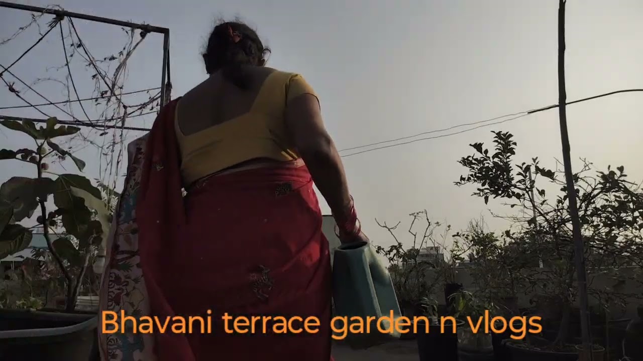 పచ్చిమిర్చి మొక్కల ప్రూనింగ్ చేశానండి