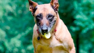 Dogs eating Lemons for the First Time #102 by Dogs Are Awesome - Funny Dog Videos 12,790 views 7 years ago 3 minutes, 31 seconds
